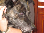 Gadget,holl.herder,heeft heel 2009 last van nekklachten gehad en geopereerd aan een hernia. Acupunctuur helpt goed!